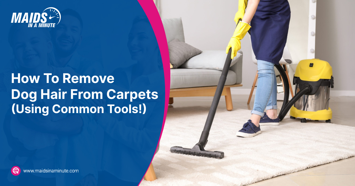 How To Remove Dog Hair From Carpets (Using Common Tools!) Blog